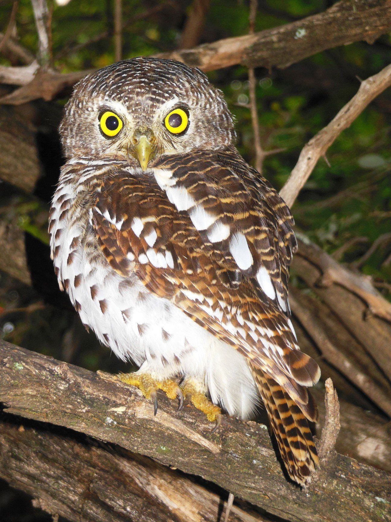 Birds Owlet ブラウン 0157 Chestnut-backed Owlet - Glaucidium castanotum - Birds of the World